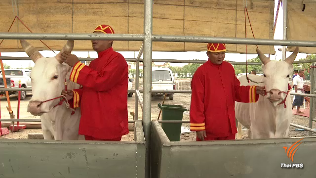 รู้จัก พระโคพอ-พระโคเพียง พระโคแรกนาขวัญ ปี 61