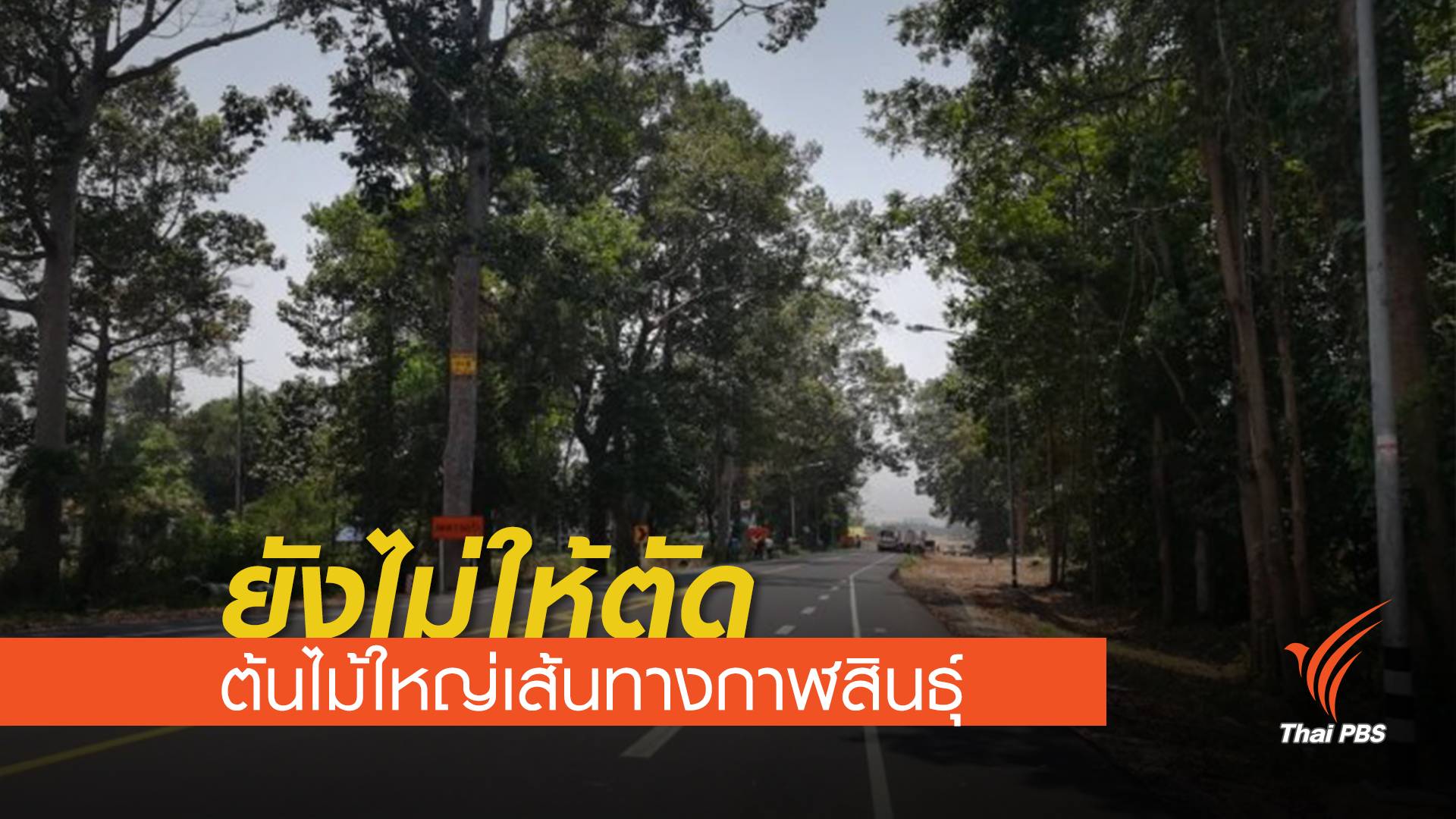 "กรมป่าไม้ " ยังไม่อนุญาตตัด 96 ต้นไม้ใหญ่เส้นทางกาฬสินธุ์