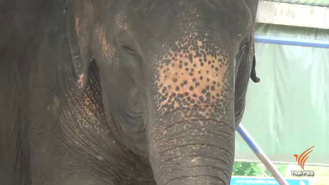 ช้างป่วยกว่า 10 เชือก คาดกินดินโคลน-ผักผลไม้ปนเปื้อนสารเคมี
