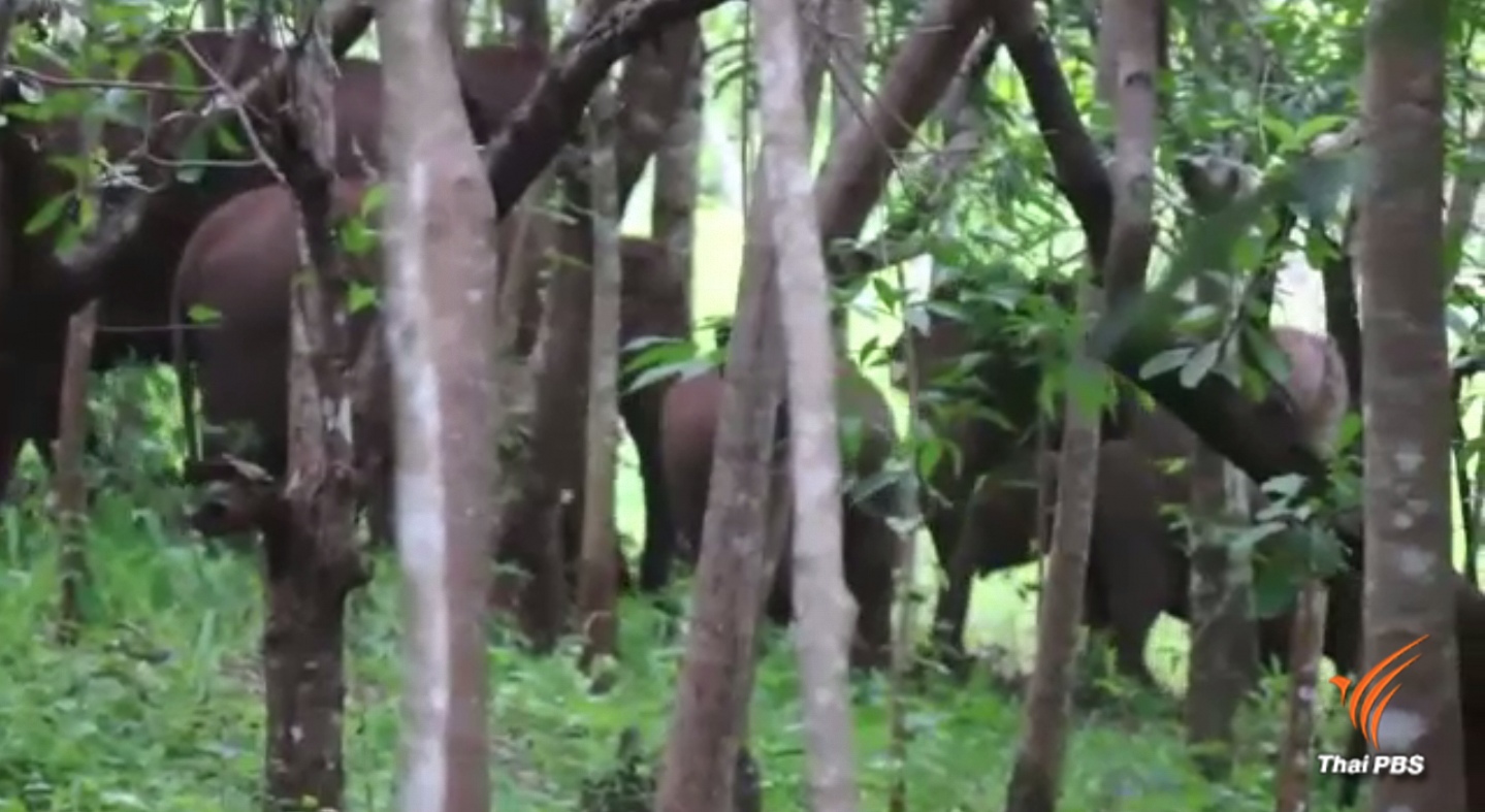 เสนอผู้ว่าฯ กาญจนบุรี ประกาศภัยพิบัติช้างป่า อ.ทองผาภูมิ