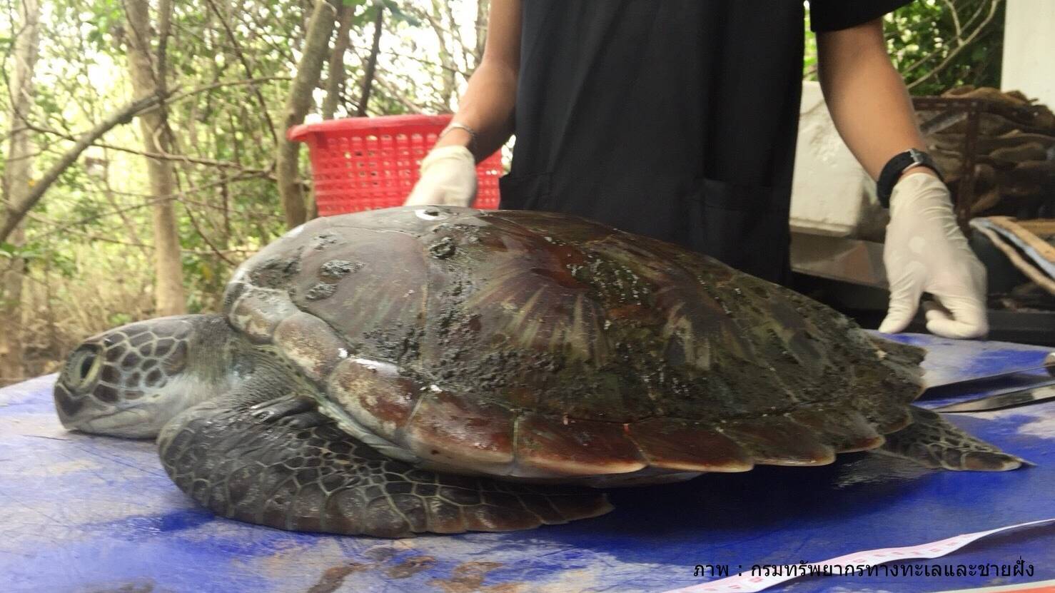 เต่าตนุแหลมฉบังไม่รอด! "ไม่ใช่แค่วาฬที่ตายเพราะขยะทะเล"