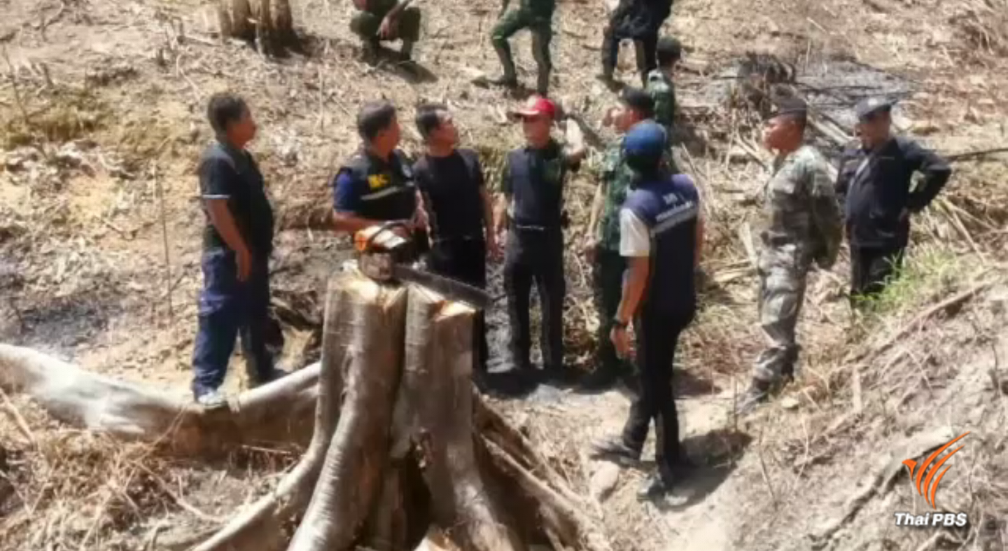 ผู้ว่าฯ แพร่ ตรวจยึดพื้นที่ป่า อ.วังชิ้น ถูกบุกรุกปลูกยางกว่า 10 ไร่