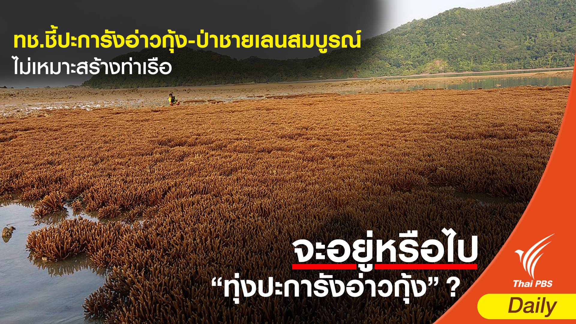 ทช.ชี้ปะการังอ่าวกุ้ง-ป่าชายเลนสมบูรณ์ไม่เหมาะสร้างท่าเรือ