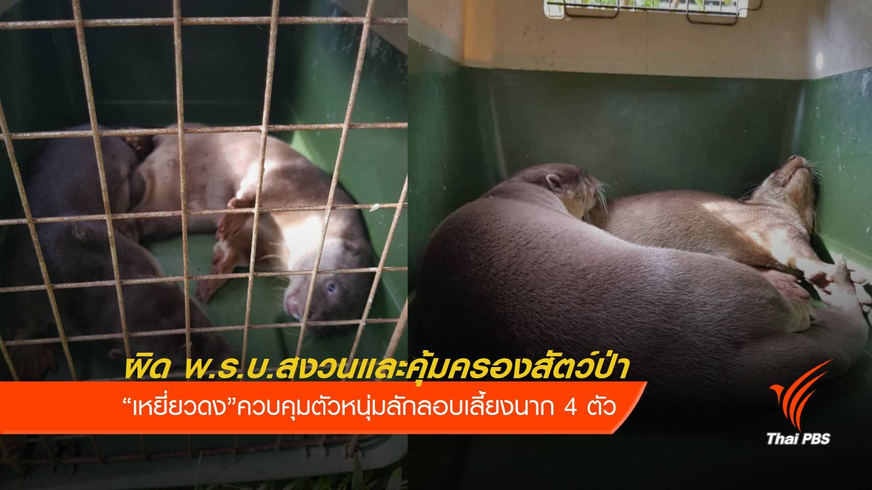 "เหยี่ยวดง" ยึดนาก 4 ตัว ลักลอบเลี้ยงในบ้านย่านราษฎร์บูรณะ