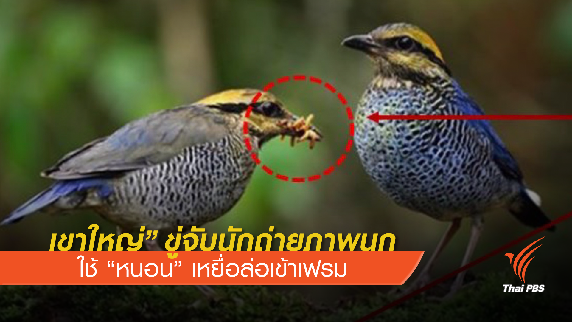 “เขาใหญ่” ขู่จับนักถ่ายภาพนกใช้ “หนอน” เหยื่อล่อเข้าเฟรม