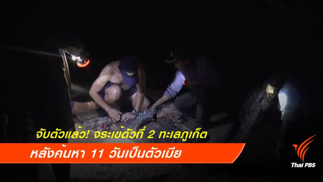 จับตัวแล้ว! หลังค้นหา 11 วันจระเข้ตัวเมียทะเลภูเก็ต