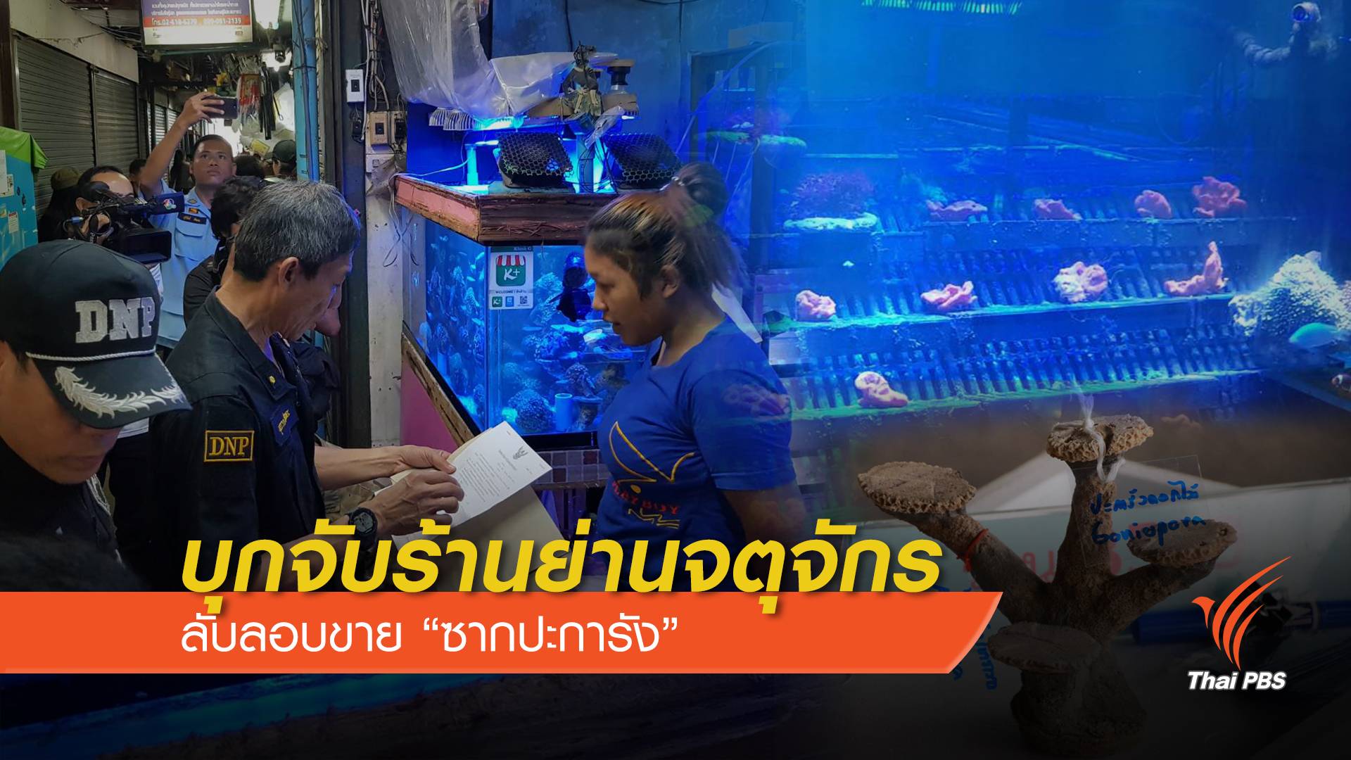 บุกจับร้านย่านจตุจักรแอบขาย "ซากปะการัง -กัลปังหา"