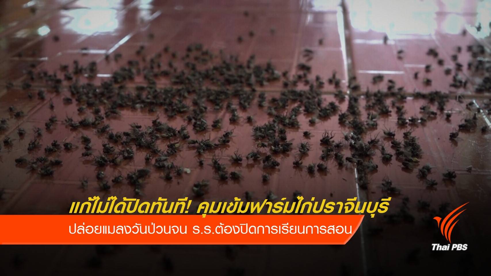 กองทัพแมลงวันป่วน ร.ร. คุมเข้มฟาร์มไก่ปราจีนบุรี แก้ไม่ได้ปิดทันที!