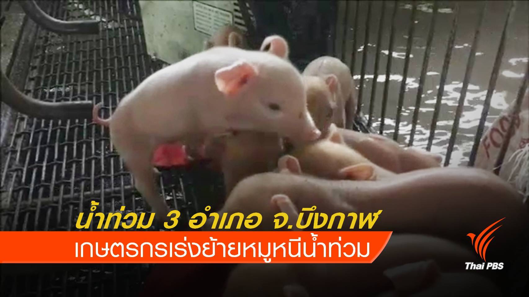 ฝนตกน้ำท่วมหนัก 3 อำเภอ จ.บึงกาฬ เกษตรกรได้รับผลกระทบ