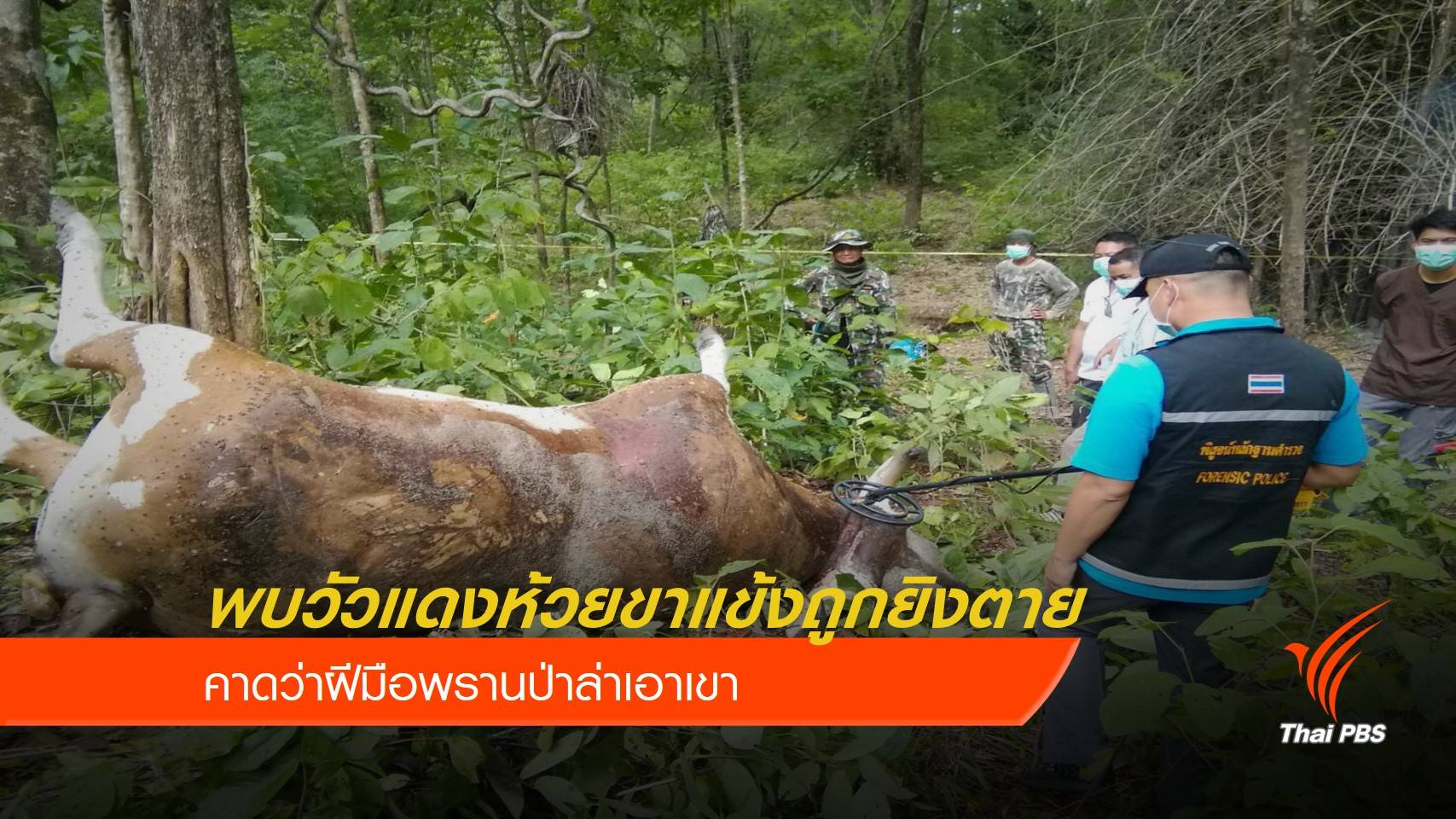 สงสัยพรานป่าล่าวัวแดงห้วยขาแข้งเอาเขา