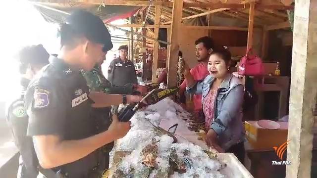 ตรวจสอบตะกั่วยัดตัวกุ้งเพิ่มน้ำหนัก ตลาดริมเมย จ.ตาก