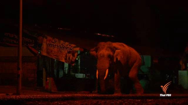 อาณาจักรช้างแก่งหางแมว กับปัญหาช้างหากินแหล่งชุมชน