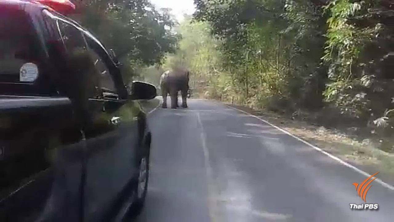 เฝ้าระวังช้างป่าเขาใหญ่ตกมันอาละวาดนักท่องเที่ยว