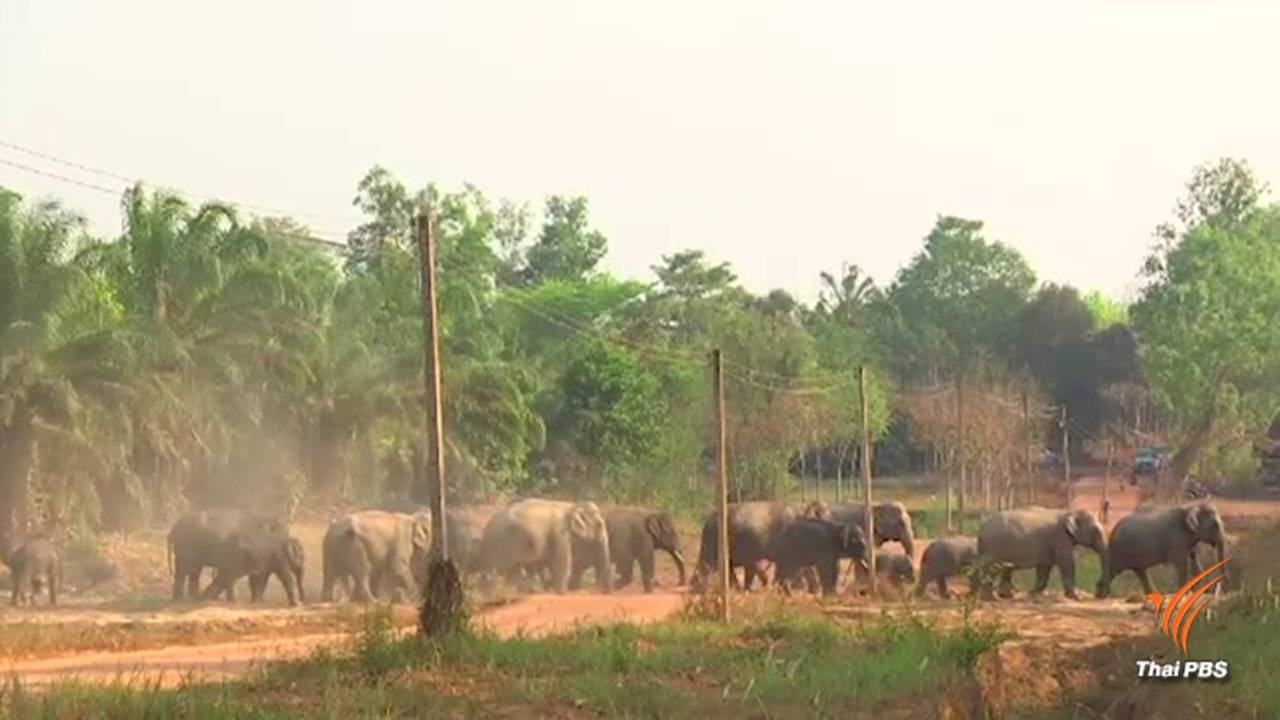 เตรียมเสนอ "พวาโมเดล" แก้ปัญหาช้างป่าหากินนอกพื้นที่
