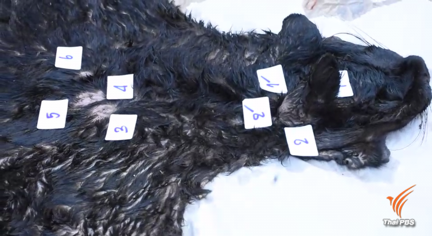 ตรวจซากสัตว์ป่าซ้ำ พบรอยกระสุน 8 จุดบนซากเสือดำ