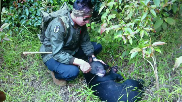 “หมอล็อต” แนะทำลายความเชื่อ “กินหมี” เพิ่มสมรรถภาพ ลดการล่า