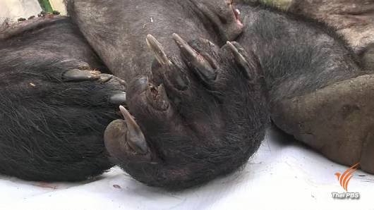 ออกหมายจับเพิ่มอีก 1 คน มือชำแหละหมีควายเขาใหญ่