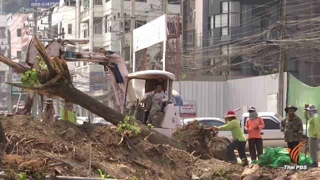 นัดหารือแก้ปัญหาตัดต้นไม้ขยายถนนเชียงใหม่ วันนี้