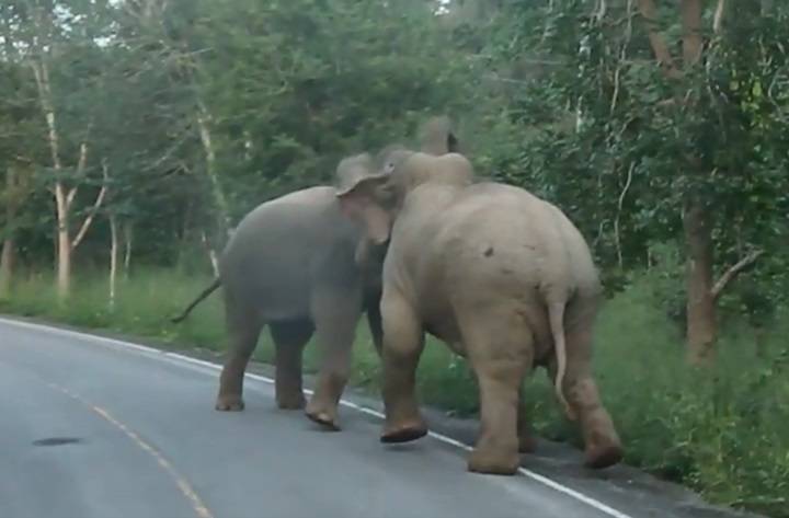 หาดูยาก "ช้างชนช้าง" ยอมสยบเสียง จนท.ไล่ให้ทะเลาะกันในป่า  