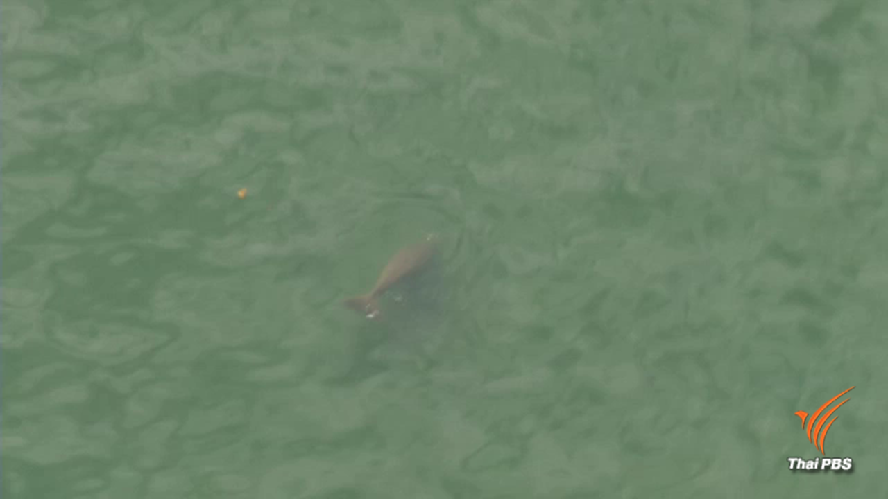 กรมอุทยานฯ คุมเข้มหาดเจ้าไหมลดการล่าพะยูน