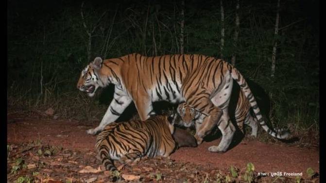 จ่อบรรจุ "สัตว์ป่า" เข้ากฎหมายทารุณกรรมสัตว์ฯ