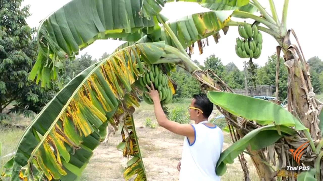 ชาวสวนผลไม้จันทบุรีติด GPS เครือกล้วยแกะรอยขโมย 
