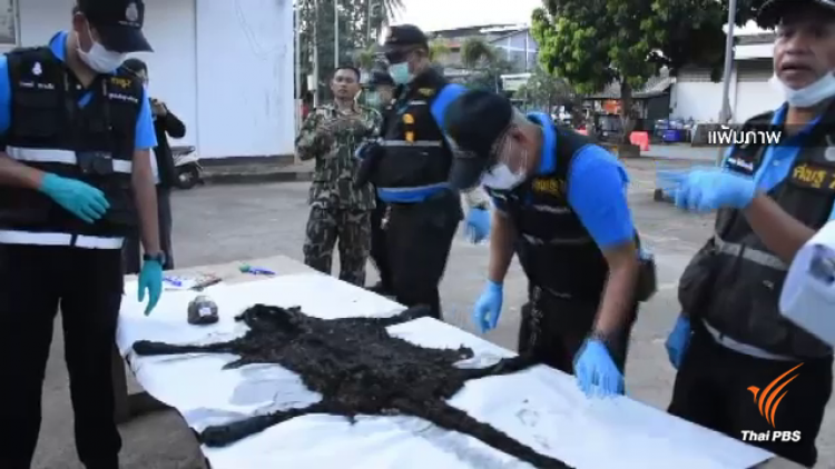 1 เดือนคดีล่าสัตว์ป่าทุ่งใหญ่ไม่คืบ มูลนิธิสืบฯ นัดทวงถาม 5 มี.ค.นี้