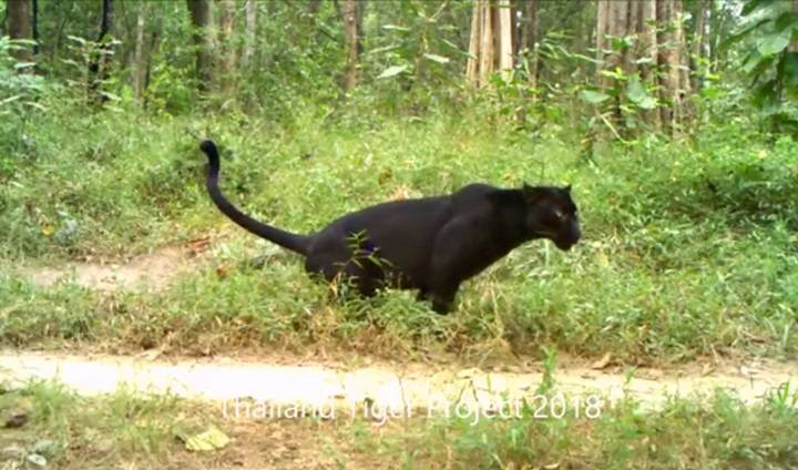 ชวนดู “เสือดำ” แสดงอาณาเขตตัวเอง