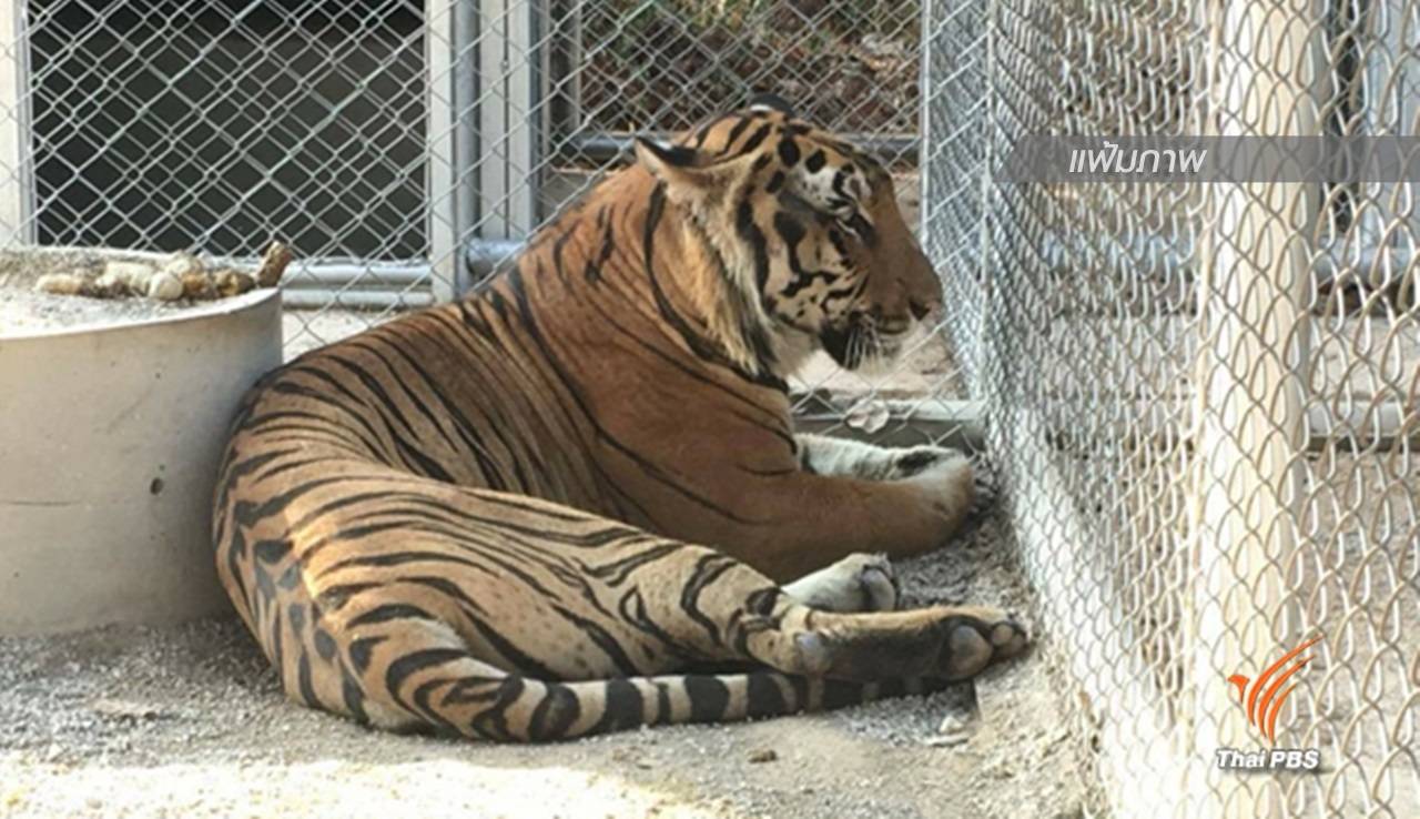 เปิดเส้นทาง "ค้า" เสือโคร่งข้ามชาติ