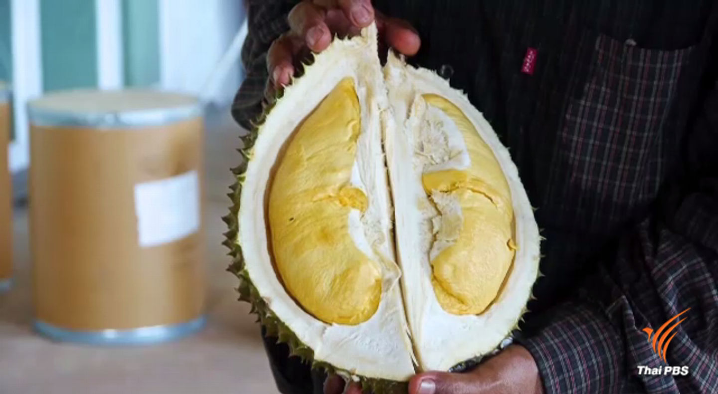 "นวลทองจันท์" ทุเรียนสายพันธุ์ใหม่นอกฤดูกาล