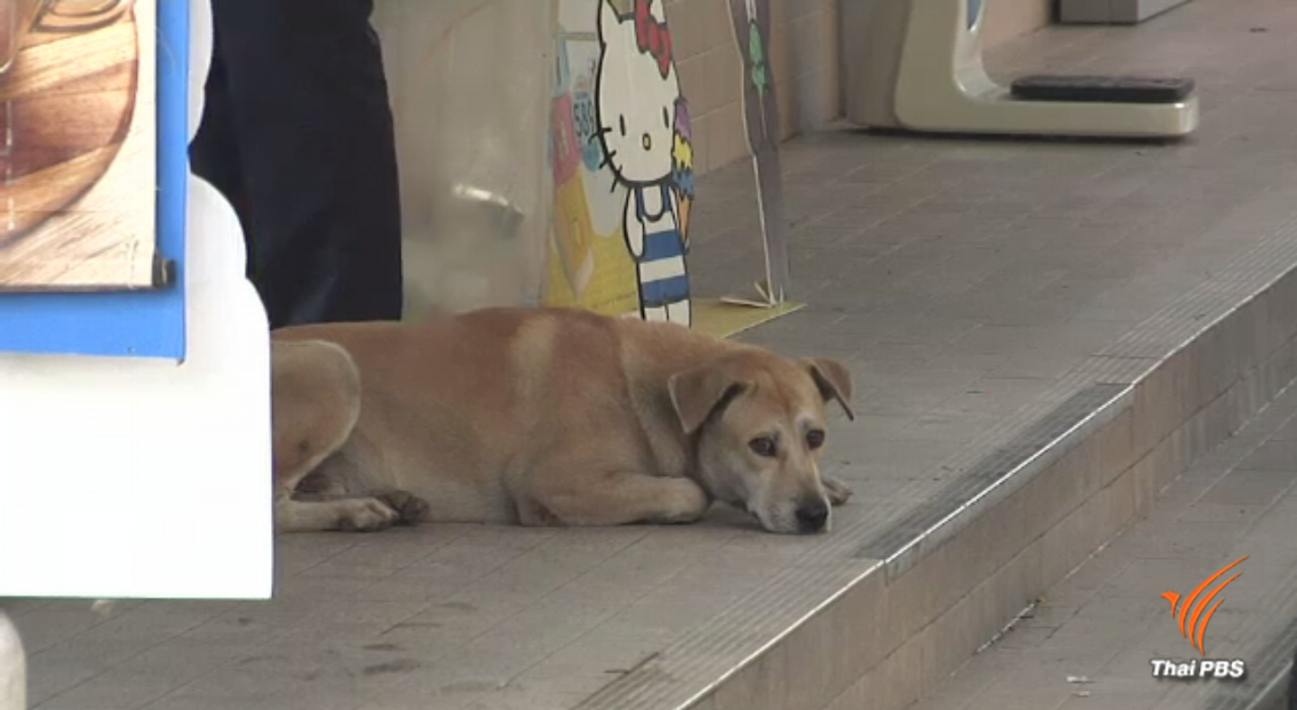 พบสัตว์ติดเชื้อโรคพิษสุนัขบ้าเพิ่มขึ้น 1.5 เท่าจากปีที่แล้ว