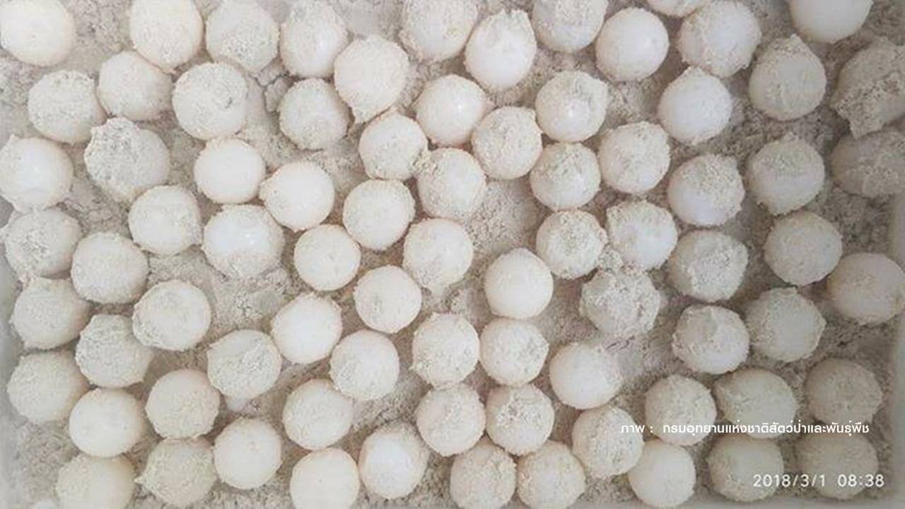 ข่าวดีพบไข่เต่าทะเล "108 ฟอง" ที่เกาะเมียง