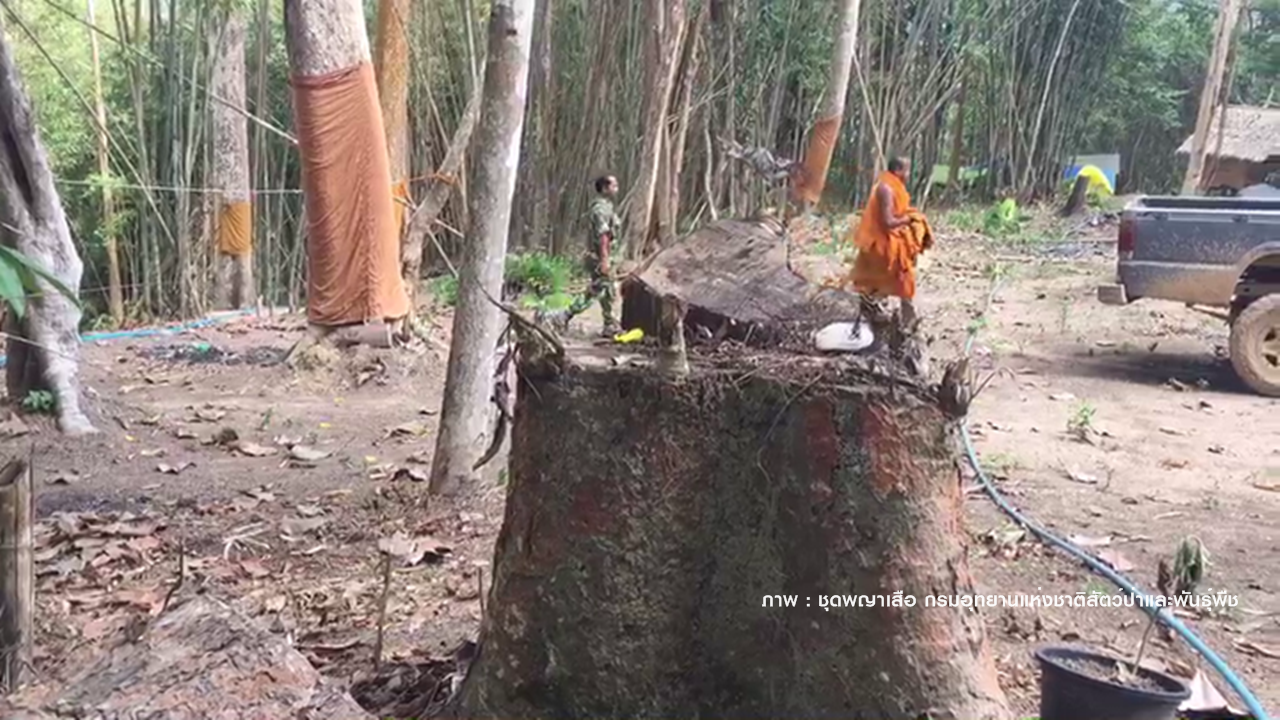 ทวงคืนป่าต้นน้ำกรมหลวงชุมพร 21,000 ไร่