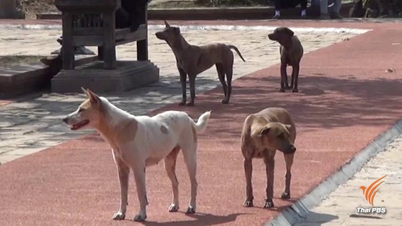 ใช้กฎหมายคุมเข้มโรคพิษสุนัขบ้า ลดพื้นที่เขตโรคระบาดเหลือ 26 จว.