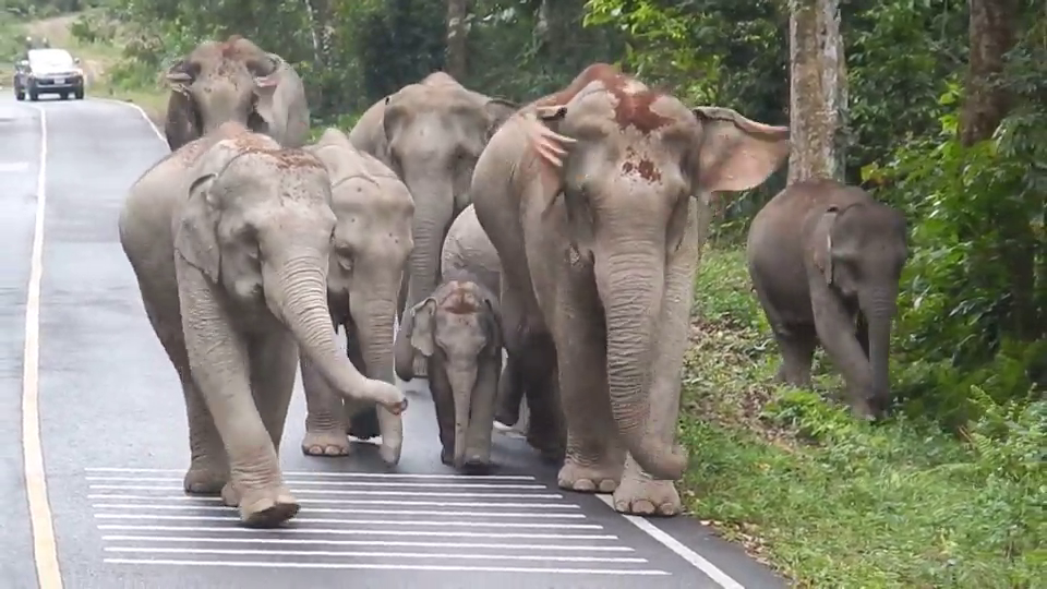 มาเป็น “ทาสช้าง” กันเถอะ เปิดนิสัยช้างไทยช่างน่ารัก-น่าเอ็นดู