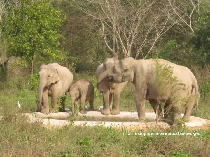 เคาะ 15 รายชื่อ "สัตว์ป่า"เข้าบัญชีป้องกันทารุณสัตว์