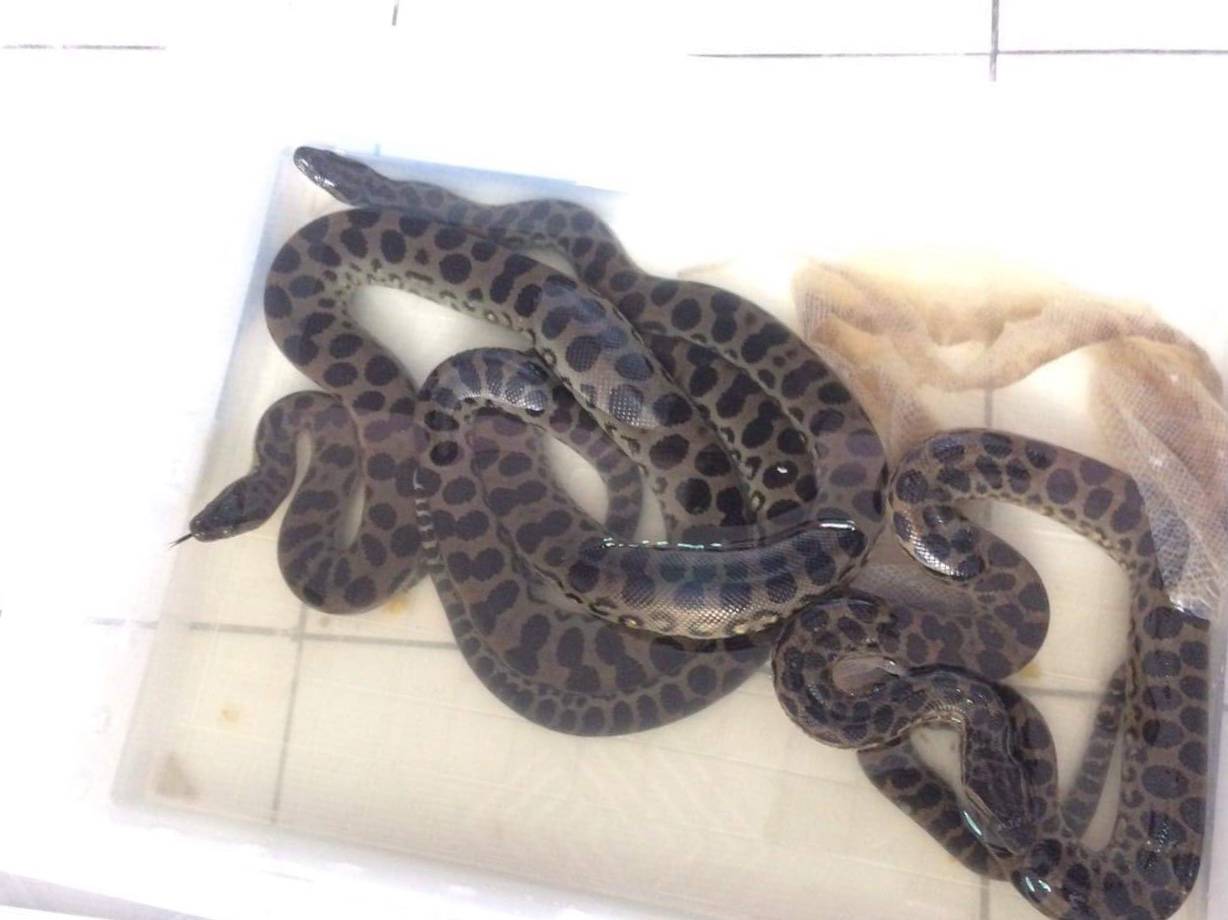 ผงะจับลักลอบเพาะ “งูอนาคอนดา”เจอพ่อแม่ 4 ตัวลูกอีก 9 ตัว