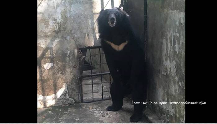 เตรียมส่ง "เจ้าโฮก"หมีควายคืนป่าเขาใหญ่