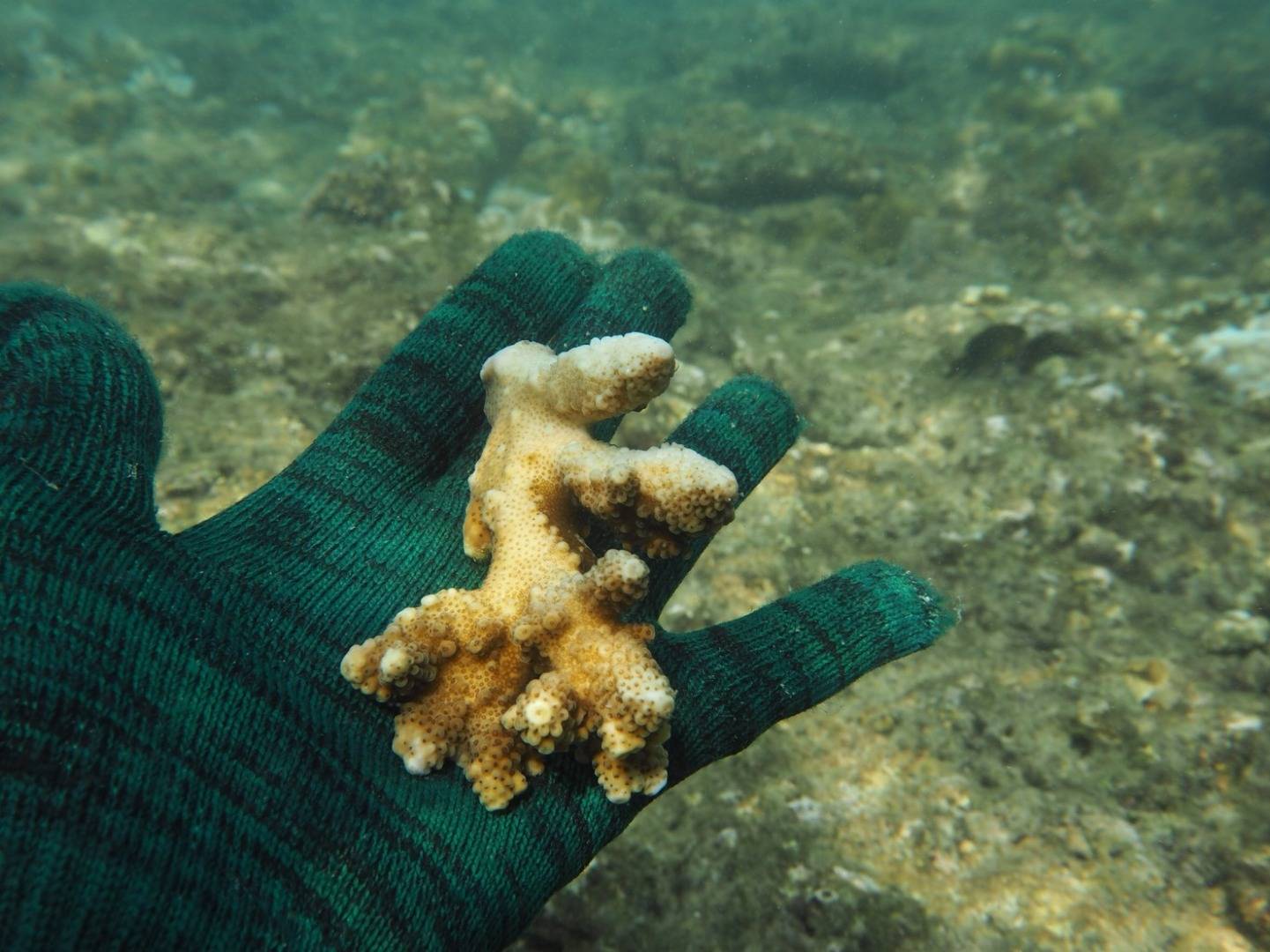 ปะการัง "อ่าวกะตะ-อ่าวป่าตอง" เริ่มฟื้นตัว