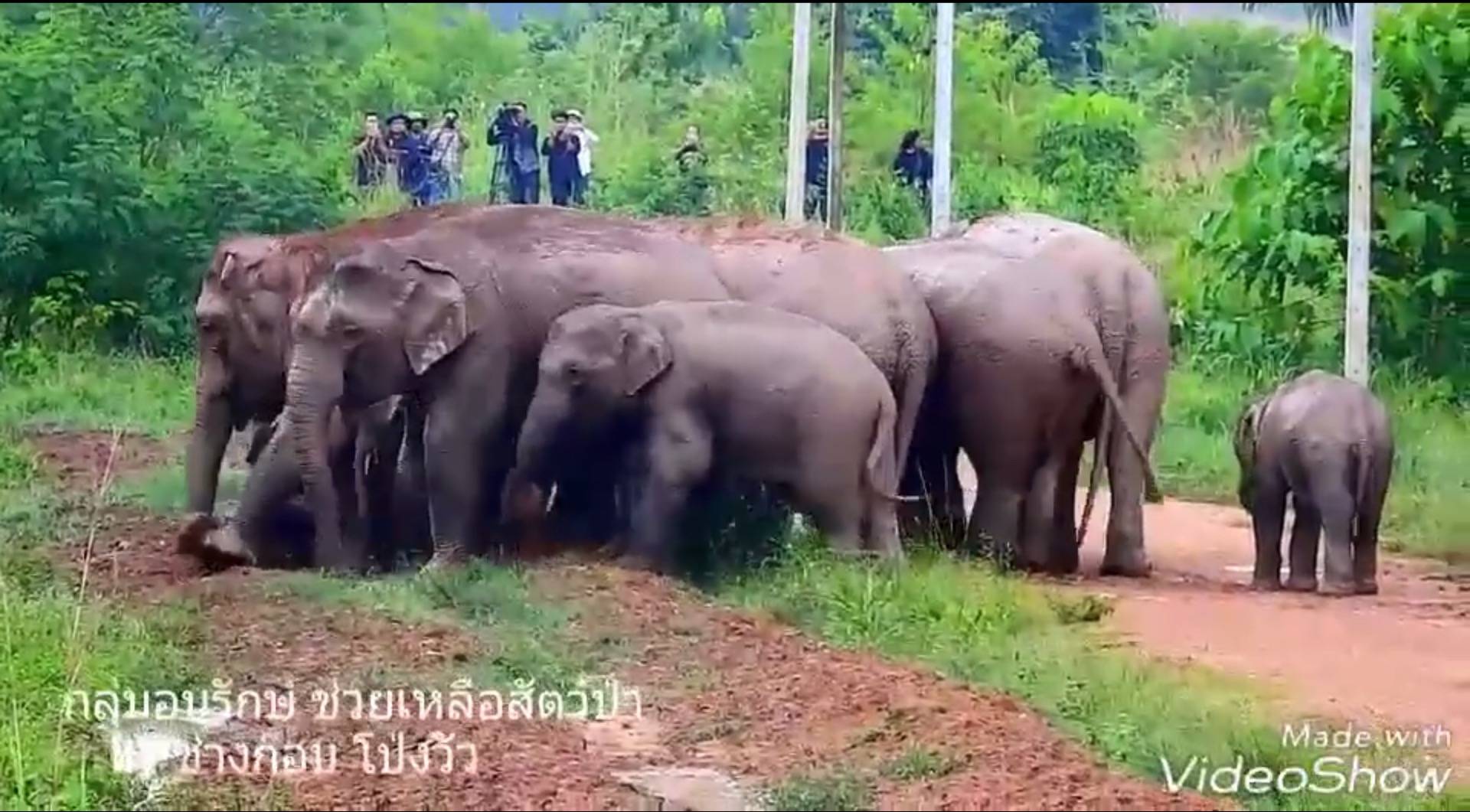 “พังน้ำกรด”คลอดลูกวัยซน 1 เดือนอวดโฉมกลางป่าแก่งหางแมว