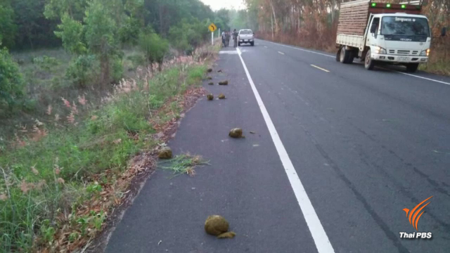 เร่งตามหา "ช้างป่า" ถูกกระบะชนเจ็บ