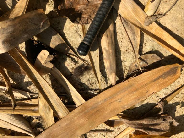 ผลคราบเลือดใบไม้-ดินพบเป็น"เสือดำ"ถูกฆ่าชำแหละส่ง"ศรีวราห์"19 มี.ค.นี้