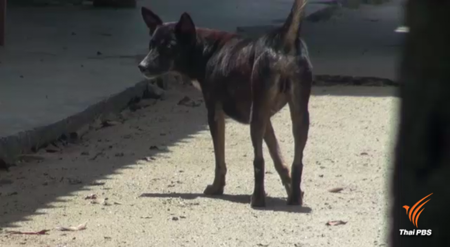"นครศรี" พบหัวสุนัข 9 ตัวมีเชื้อพิษสุนัขบ้า - "กระบี่" จับสุนัขจรจัดฉีดวัคซีน