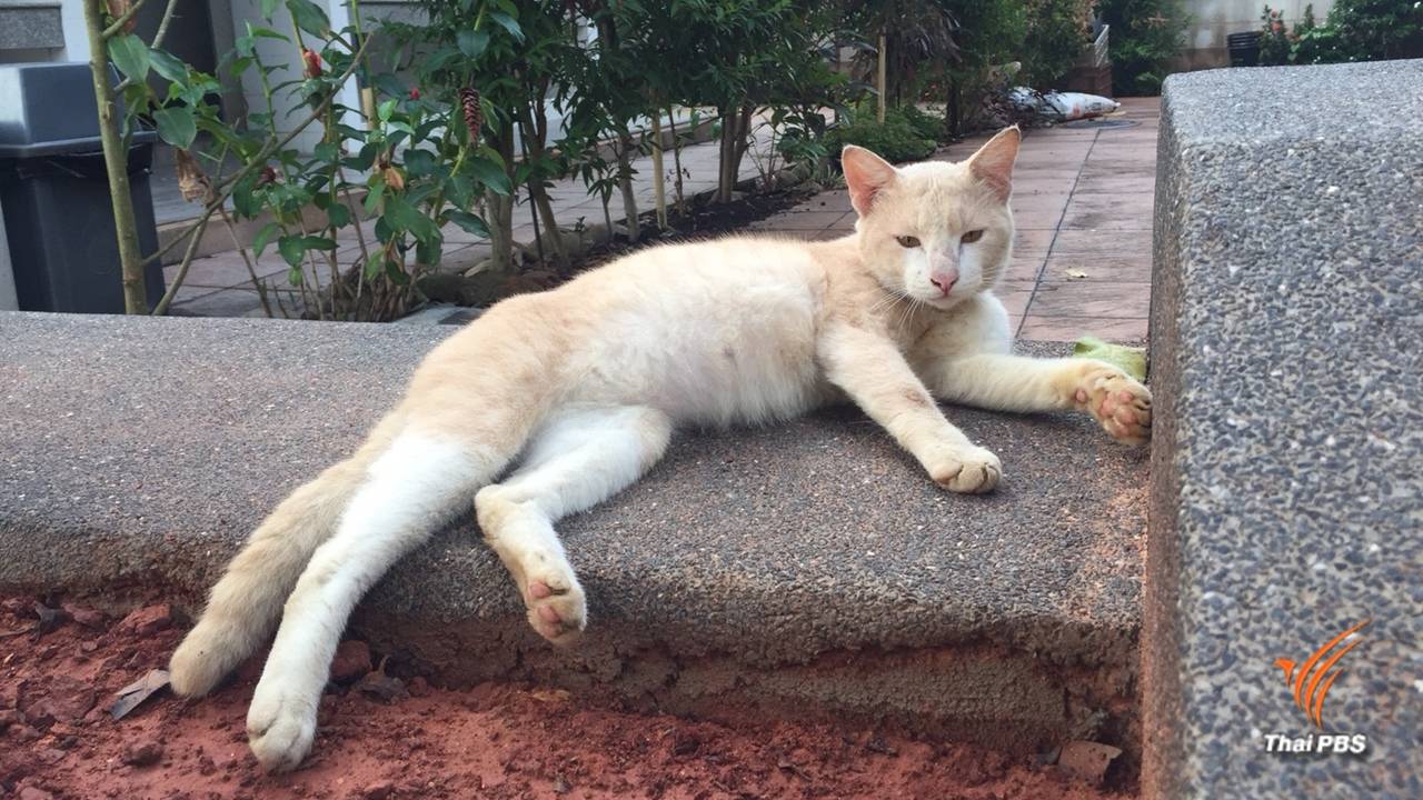 เตือนคาเฟ่สัตว์เลี้ยง ฉีดวัคซีนป้องกันพิษสุนัขบ้าให้สุนัข-แมว