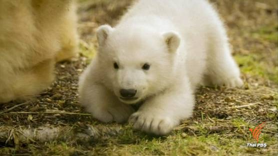ลูกหมีขั้วโลกตัวแรกในรอบ 25 ปี ของสหราชอาณาจักร