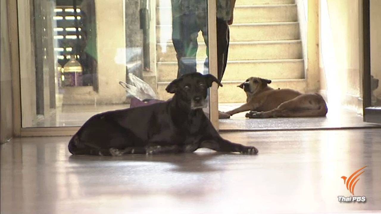 กรมปศุสัตว์ชี้สุนัข 80% ที่ป่วยโรคพิษสุนัขบ้าไม่ได้ฉีดวัคซีน