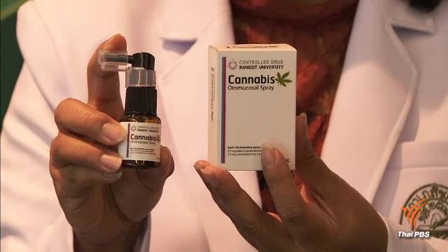 ม.รังสิต ขอใช้ ม.44 ปลดล็อก "กัญชา" ดันงานวิจัยช่วยผู้ป่วยมะเร็ง