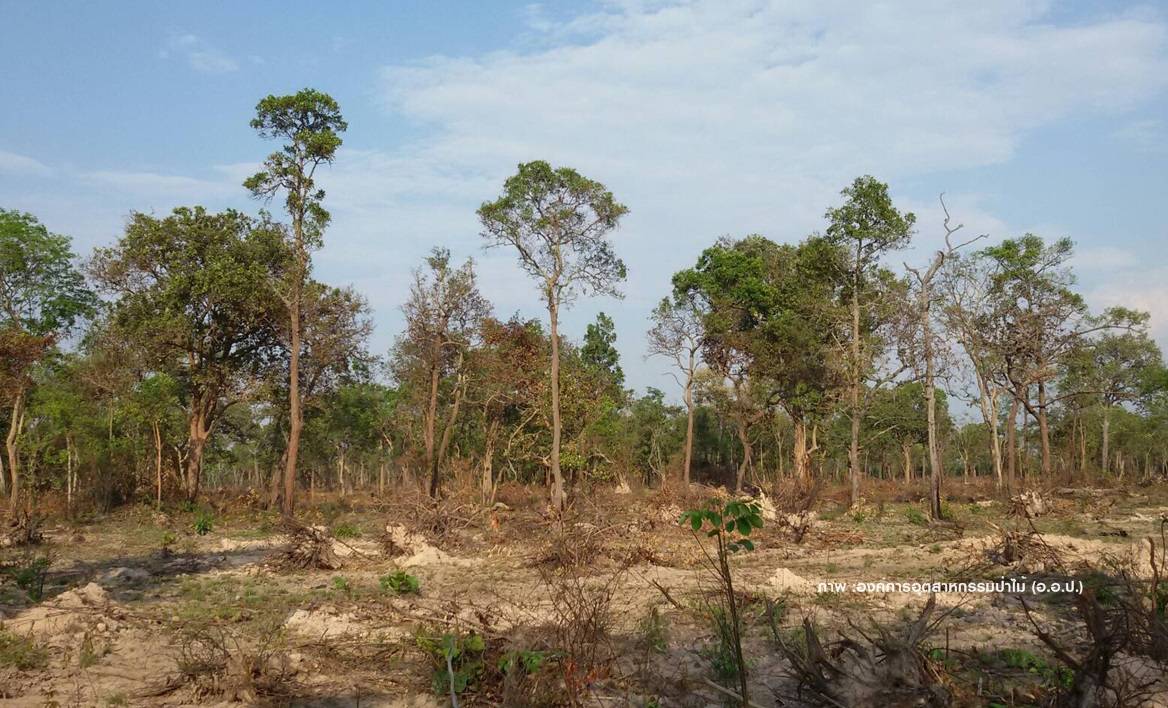 อ.อ.ป.ยืนยันตัด "ยูคาลิปตัส" เสื่อมโทรมสวนป่ากันทรารมย์