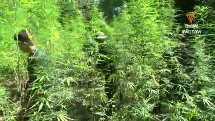 สธ.เตรียมตั้งคณะทำงานศึกษาวิจัยแนวทางใช้กัญชาทางการแพทย์