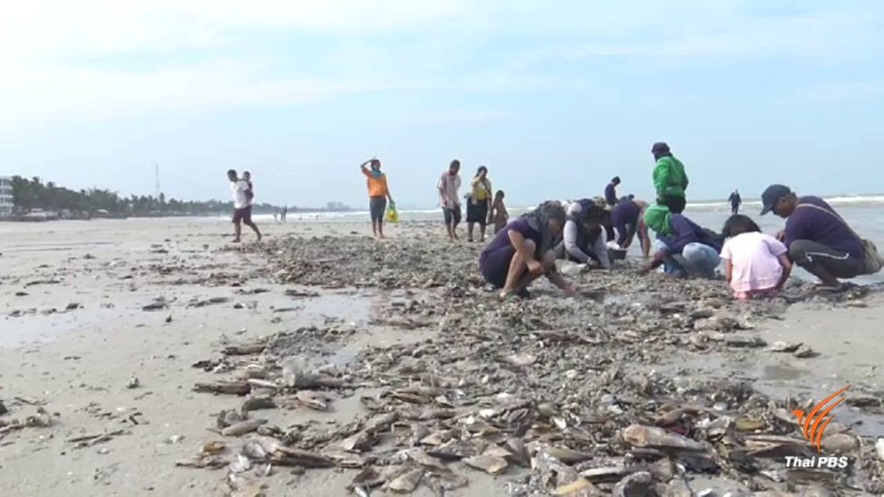 คลื่นลมแรงซัดหอยหลายชนิดเกยตื้นหาดหัวหิน